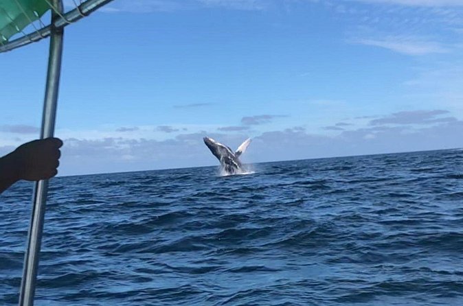Humpback Whale Watching • Private Tour • Punta Mita - Price and Value: What $297.86 Per Group Really Buys