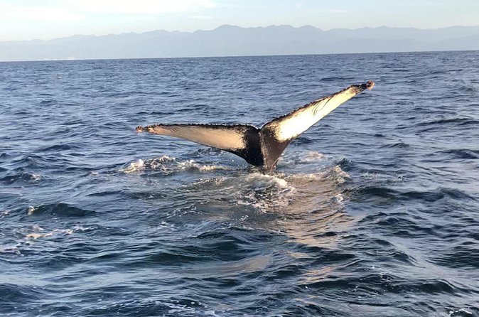 Humpback Whale Watching • Private Tour • Punta Mita - What You’ll Miss (and How to Decide if This Fits You)