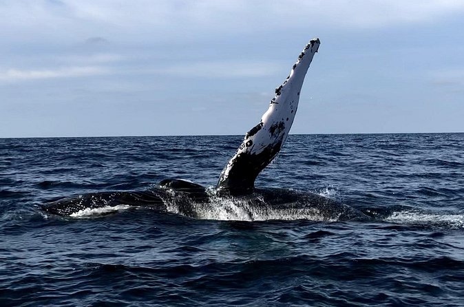 Humpback Whale Watching • Private Tour • Punta Mita - Booking Timing and Confirmation: When to Lock It In