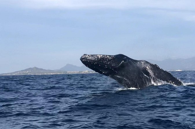 Humpback Whale Watching • Private Tour • Punta Mita - Meeting Point Reality: Where You Start Matters for a Smooth Day