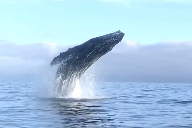 Humpback Whale Watching • Private Tour • Punta Mita - How the Whale Search Works (and Why It’s Not Random)