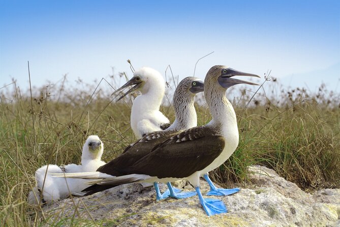 Islas Marietas & BBQ lunch at Majahuitas - Wildlife spotting from the Bay of Banderas boat ride
