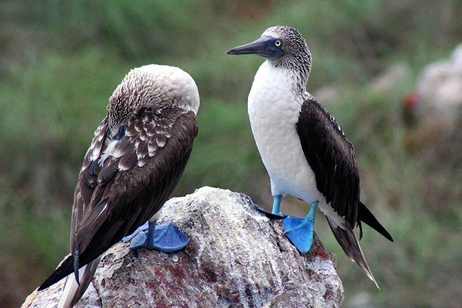 Marietas Islands with Guaranteed Entry to Playa Escondida - Snorkeling and kayaking: gear included, so focus on comfort