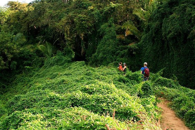 Monkey Mountain Jungle Hike Adventure - Monkey Mountain views: what the 2–3 hour jungle hike really feels like