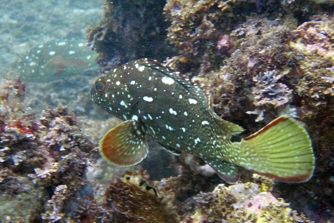 Private Snorkeling Adventure: Los Arcos & Colomitos Beach - Gear, guide, and hydration: the details that keep it smooth