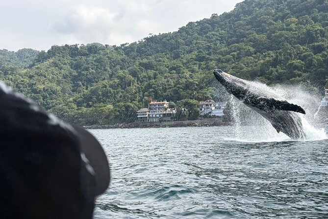 Private Tour 3 Hours of Whale Watching - Key things to know before you go