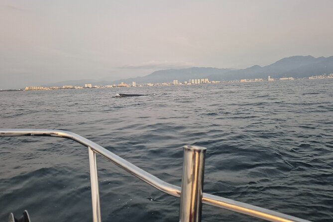 Private Tour 3 Hours of Whale Watching - Bay of Banderas Whale Hunt: The 3-Hour Timeline