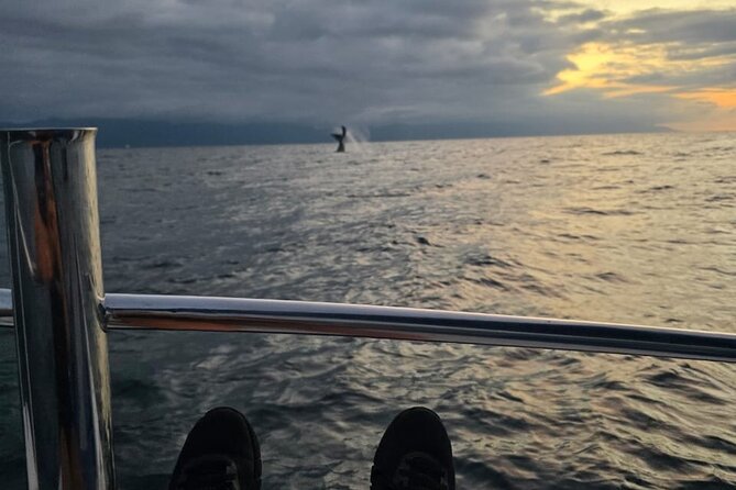 Private Tour 3 Hours of Whale Watching - Price, Value, and What $315 Buys You