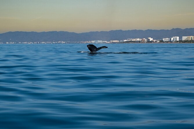 Private Tour 3 Hours of Whale Watching - Weather-Dependent Waters: What Can Change on the Day