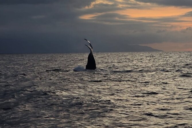 Private Tour 3 Hours of Whale Watching - Should You Book This Private Whale Watching Tour?