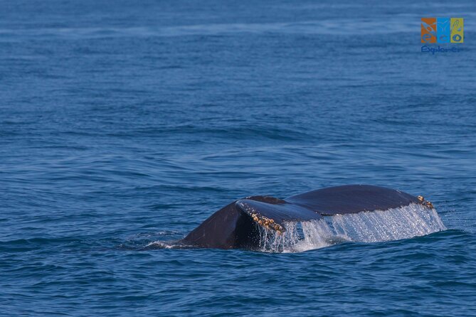 Private Whale watching Puerto Vallarta - Key highlights to look for on this whale watching ride