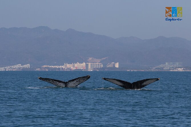 Private Whale watching Puerto Vallarta - The 11:30 start and how the 3 hours actually flow