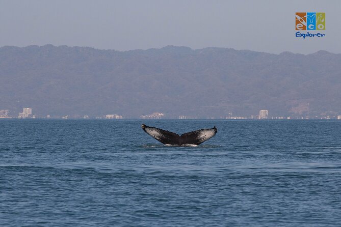 Private Whale watching Puerto Vallarta - Stop 2: cruising Banderas Bay for whale behavior