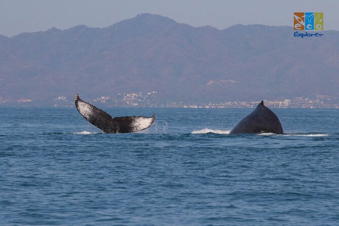 Private Whale watching Puerto Vallarta - Guides who find animals and keep things respectful