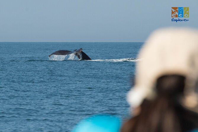 Private Whale watching Puerto Vallarta - Included on board: what you get besides “the ride”