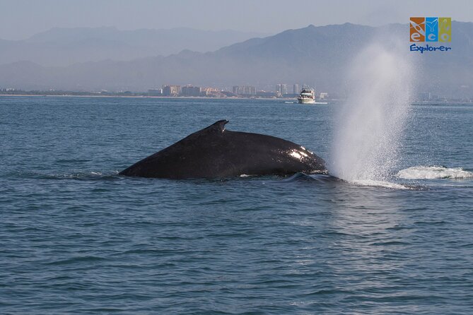 Private Whale watching Puerto Vallarta - Price and value: comparing $650 per group to what you actually get