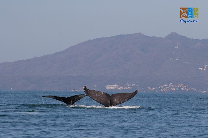 Private Whale watching Puerto Vallarta - Who should book this private whale watching tour (and who should skip it)