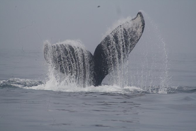 Private Whale Watching Tour in Puerto Vallarta - Winter Humpbacks and a Private Boat With a Real Purpose