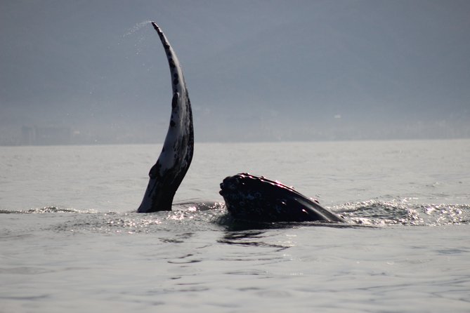 Private Whale Watching Tour in Puerto Vallarta - The Whale Spotting Plan: Quick Searching, Then Careful Watching