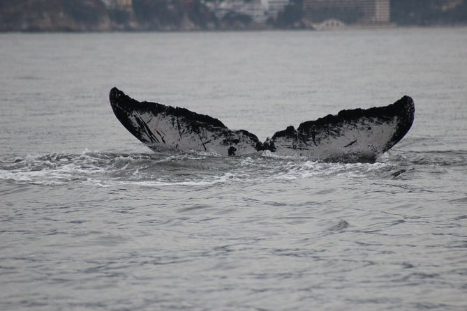 Private Whale Watching Tour in Puerto Vallarta - It’s Not Just Whales: Dolphins, Sea Turtles, and Real Marine Life Talk
