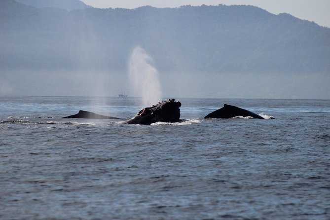 Private Whale Watching Tour in Puerto Vallarta - Should You Aim for Morning or Afternoon?