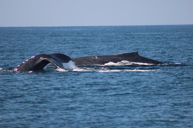 Private Whale Watching Tour in Puerto Vallarta - What Safety and Responsible Viewing Looks Like in Practice