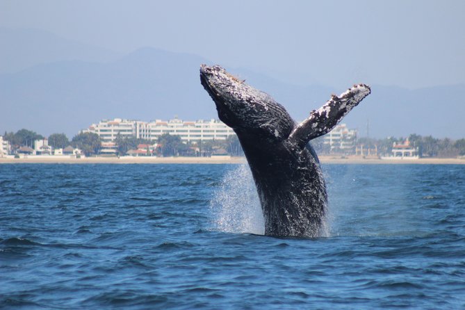 Private Whale Watching Tour in Puerto Vallarta - Where You Meet (and How to Start Without Stress)