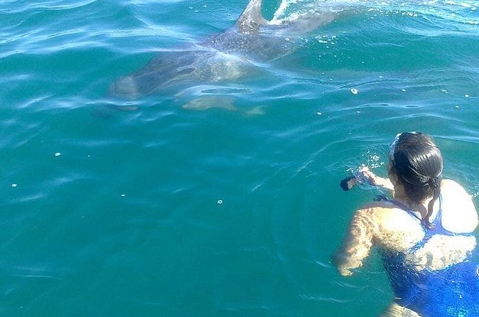 Private Wild Dolphin Encounter in Puerto Vallarta - In-the-water time on dolphins’ terms: what that actually feels like