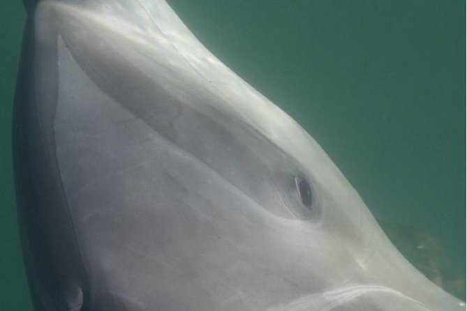 Private Wild Dolphin Encounter in Puerto Vallarta - Learning you’ll carry home: behavior, communication, and what to notice