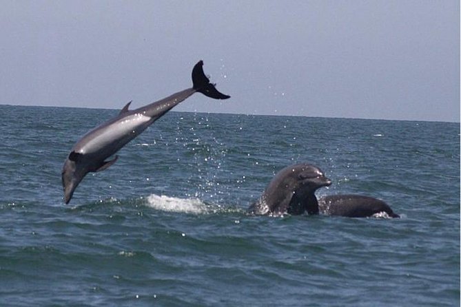 Private Wild Dolphin Encounter in Puerto Vallarta - Cruising for resident bottlenose dolphins before anyone gets in the water