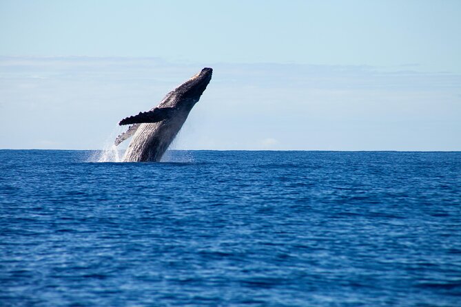 Private Yacht, Sightseeing, Snorkeling and Private beaches - Why a Private Yacht in Puerto Vallarta Feels Worth It