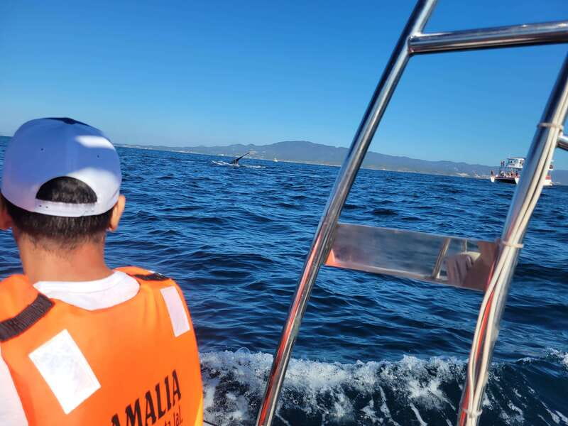 Puerto Vallarta: 3-Hour Whale Watching and Snorkeling - What You’re Really Buying With This Vallarta Whale Tour