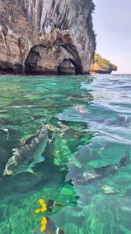 Puerto Vallarta: 3-Hour Whale Watching and Snorkeling - Value for Money: $45 Plus Port Tax