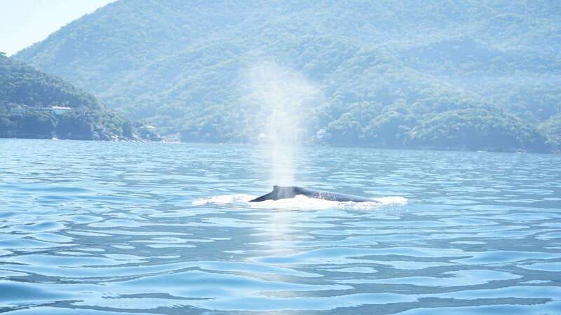 Puerto Vallarta: 3-Hour Whale Watching and Snorkeling - From Marina Check-In to Boat Safety Basics