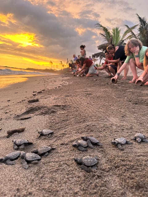 Puerto Vallarta: Baby Turtle Release in Conservation Area - Should you book this Puerto Vallarta baby turtle release?