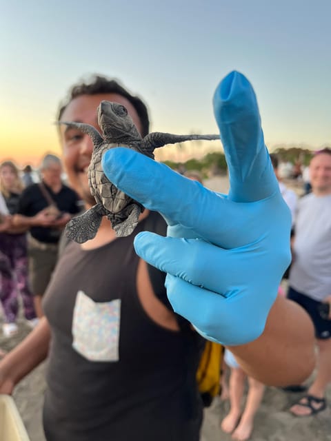 Puerto Vallarta: Baby Turtle Release in Conservation Area - A 2.5-hour turtle release that mixes education and action