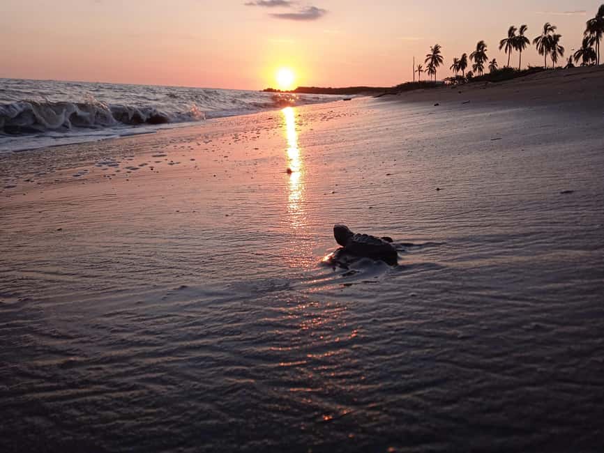 Puerto Vallarta: Baby Turtle Release in Conservation Area - Campsite class: learning the olive ridley life cycle the hands-on way
