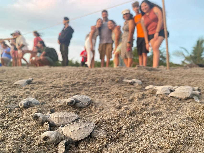 Puerto Vallarta: Baby Turtle Release in Conservation Area - Wildlife viewing time and how to behave near the nests