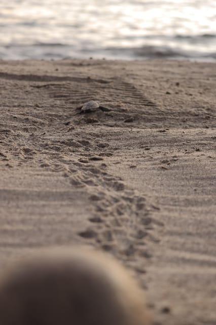 Puerto Vallarta: Baby Turtle Release in Conservation Area - Sunset hatch watch and the baby turtle release into the ocean