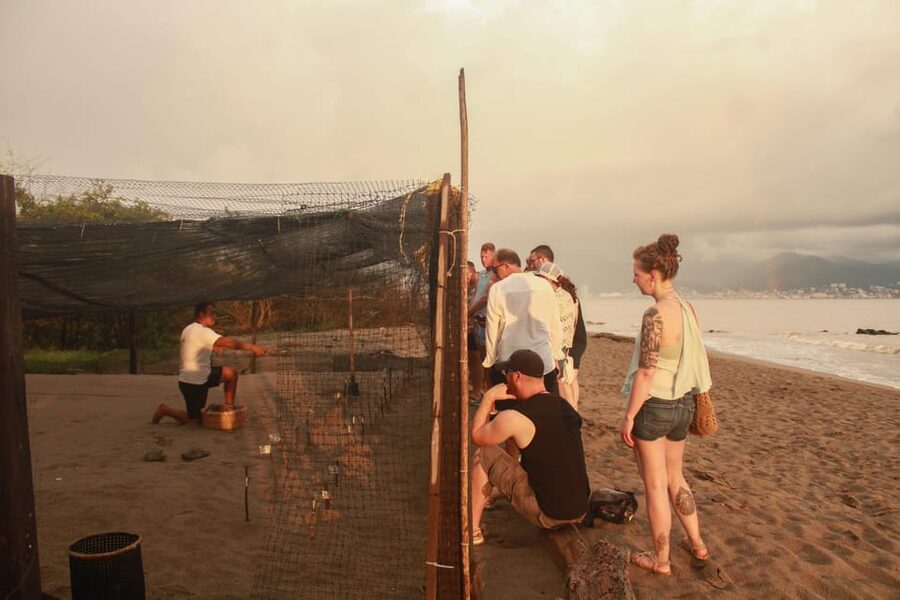 Puerto Vallarta: Baby Turtle Release in Conservation Area - Price and value: what $40 really buys you here