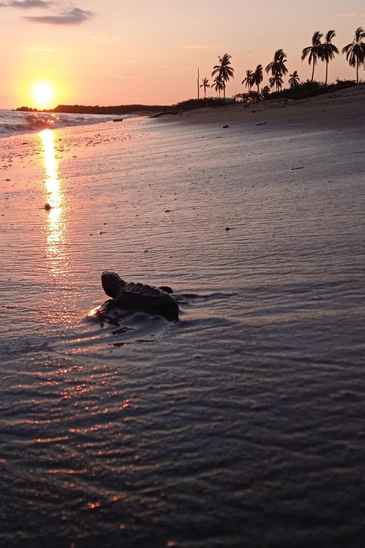 Puerto Vallarta: Baby Turtle Release in Conservation Area - Finding Cookieguidepv and getting to the conservation area