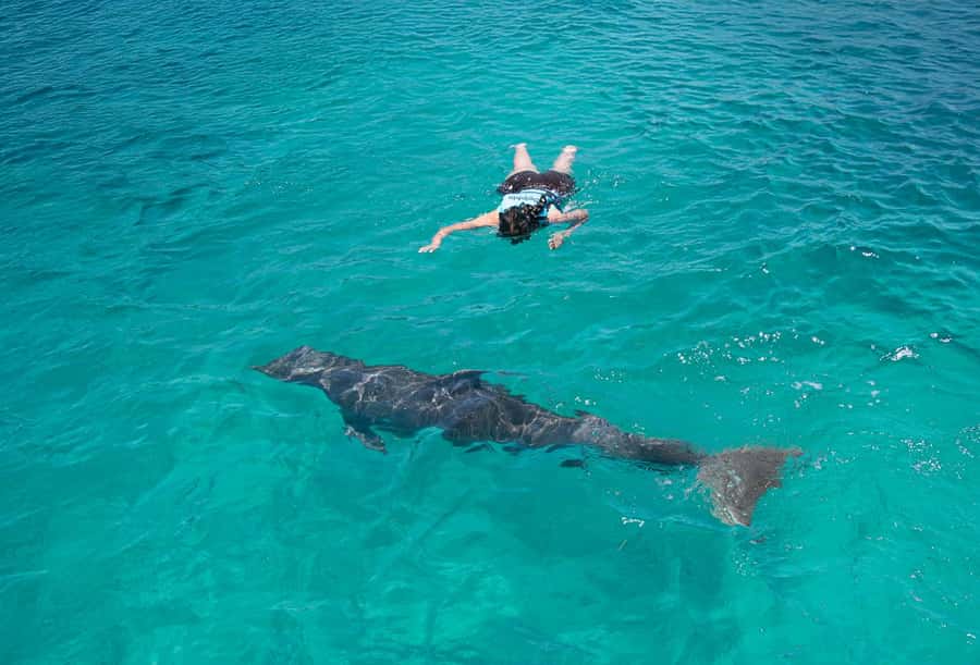 Puerto Vallarta: Dolphin Swimming and Aquaventuras Park - Key highlights you’ll actually feel