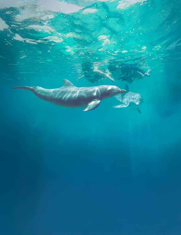 Puerto Vallarta: Dolphin Swimming and Aquaventuras Park - Dolphin Swimming + Aquaventuras Park: How the day really works