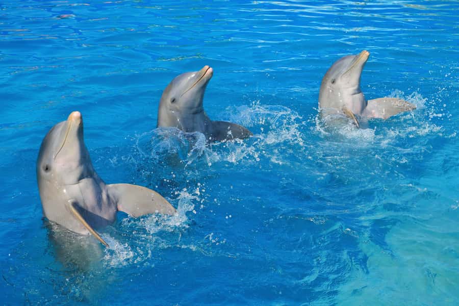 Puerto Vallarta: Dolphin Swimming and Aquaventuras Park - Extreme activities included once: zip line and climbing wall/challenge