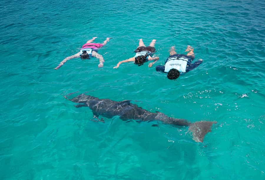 Puerto Vallarta: Dolphin Swimming and Aquaventuras Park - Price and value: what you’re paying for (and what you’re not)