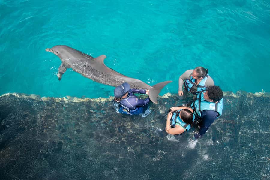 Puerto Vallarta: Dolphin Swimming and Aquaventuras Park - Who this is best for (and who should skip)