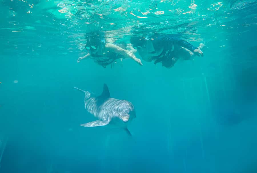 Puerto Vallarta: Dolphin Swimming and Aquaventuras Park - Safety briefing, then you’re in the water