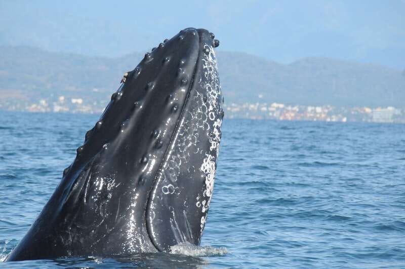 Puerto Vallarta: Humpback Whale Research Adventure Tour - Humpback Whale Research in Puerto Vallarta: the tone is educational, not just scenic