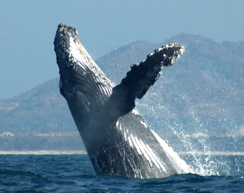 Puerto Vallarta: Humpback Whale Research Adventure Tour - Hydrophone time: hearing humpback songs through the boat’s equipment