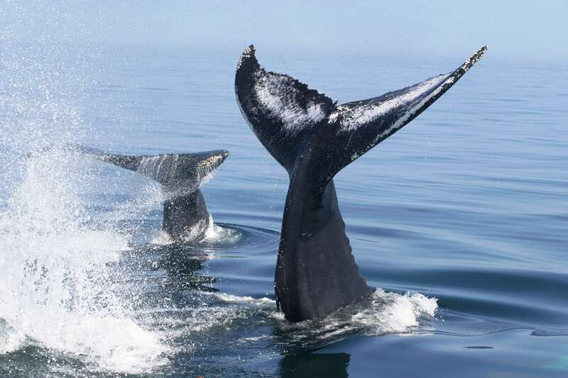 Puerto Vallarta: Humpback Whale Research Adventure Tour - Participating in a research project: what you’re actually doing on the water